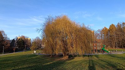 Naše kráska s přelivem *