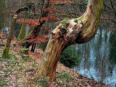 Rybnik mne nezachránil.*