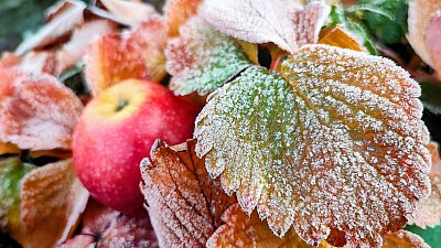 Přišel mráz