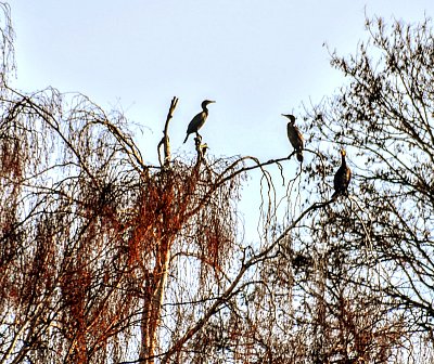 Tři volavky na stromě.