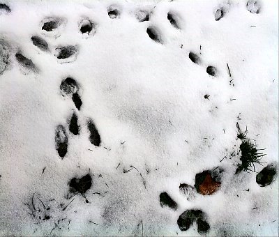 Kdo to tady tančil ?