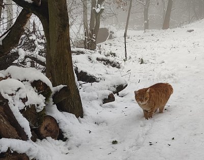 Půjdu radši domů, tady to zebe...