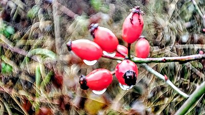 Šípek a med, zdraví je hned