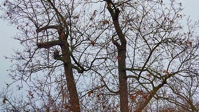 Příroda zdobí šedivé nebe