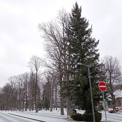 Hezké Vánoce všem. I marodům v nemocnici. Dnešní foto.