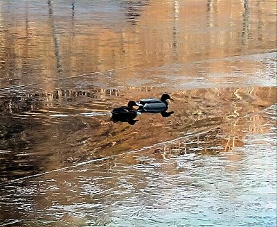 Rande na skoro zamrzlém rybníčku...brrr
