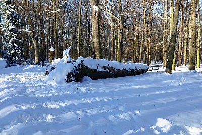 Zima v lese za sluníčka