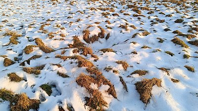 Městský sněhový ostrůvek *