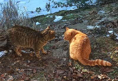 Co pohledáváš na našem pozemku?