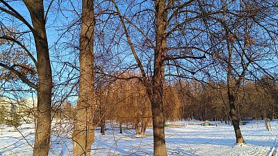 Vrba Zrzovláska zdobí park *