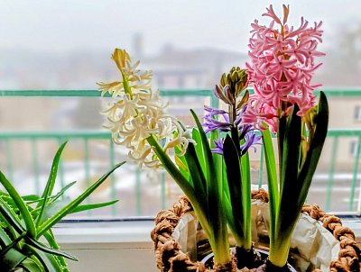 Kousek jara za oknem *