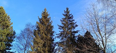 Měsíčku na nebi vysokém, azurovém... *