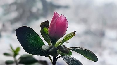 Moje prastará azalka