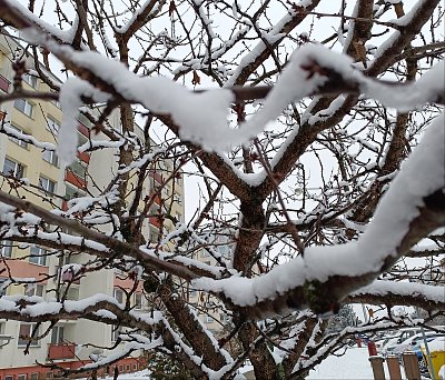 Zimní krása, když strom se sněhem odívá
