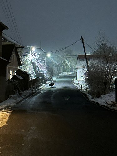 Divočák v 18,30 hod. - 1. 2. 2026 *