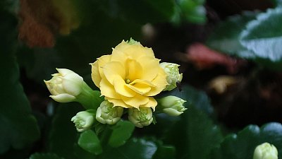 Moje potěšení na okně