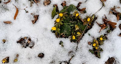 Jaro si klestí cestu i k nám