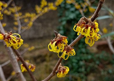 Vykvetl první vilín.