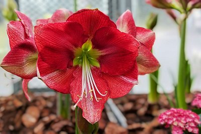 Krása z "Předjaří"*