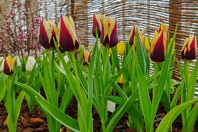 Tulipány jsou pastvou pro oči