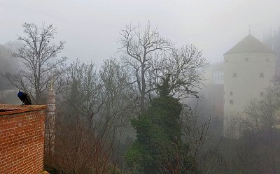 Do zahrady zrána vlétl černý páv*