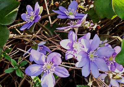 Jaterník podléška