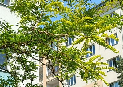 Džezovec trojtrnný