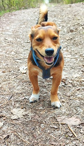 Je mi do smíchu - jsem v lese.