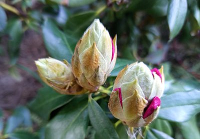 Rozvíjej se poupátko