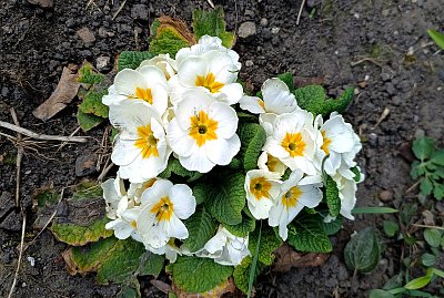 Květina našich záhonů - prvosenka