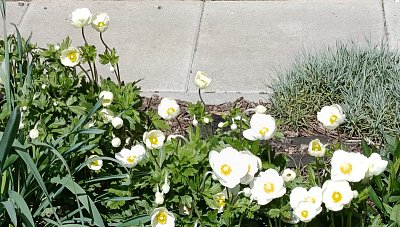 Sasanka bělokvětá