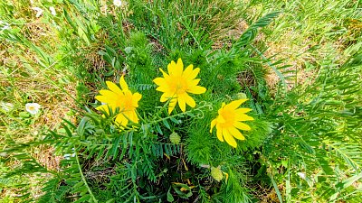 Chráněný hlaváček jarní