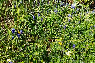 Všehochuť na zahradě*