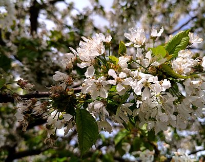 Mráz kopřivu nespálí, ale třešeň ano.