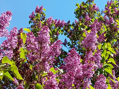 Šeřík už týden rozkvétá před domem