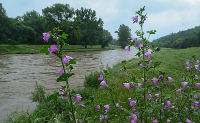Uplakaný sléz u řeky Odry