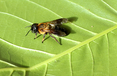  V Česku byla poprvé zaznamenána čalounice jerlínová. S jejím sledováním můžete i vy pomoci vědcům