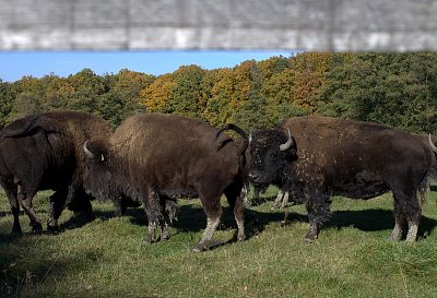 Ještě, že jsou za ohradou
