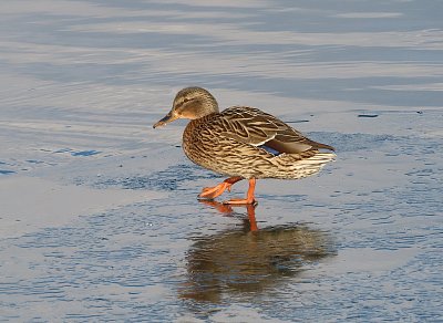Kachna na medu, ehm ... na ledu ☺