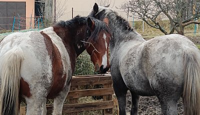 Příště to možná vyjde líp