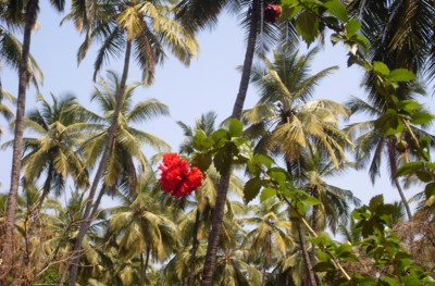 Ibišek v palmovém háji.JPG