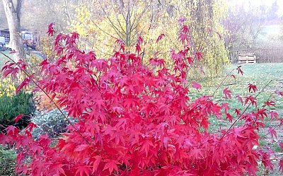 Chvála a obrana podzimu