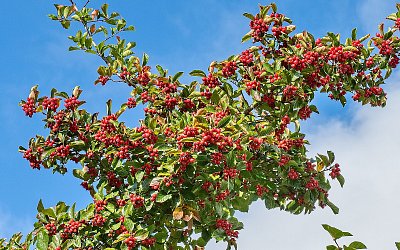 Bohatá úroda jeřábu