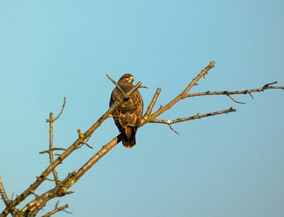 Potkala jsem káni lesní *