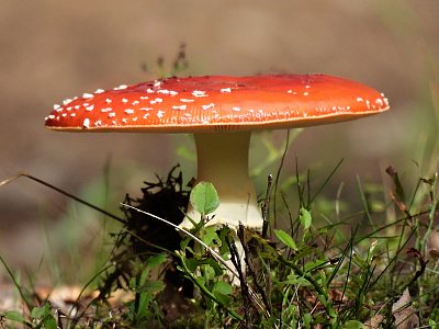 Fotoreportáž: V lese na jehličí