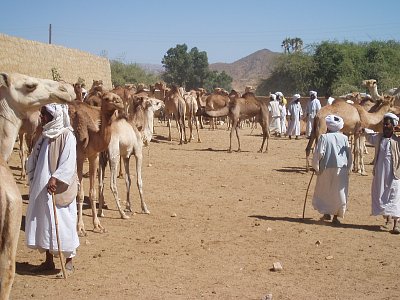Keren - velbloudí trh.JPG