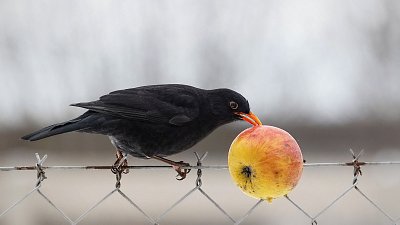 Ovocná svačinka II  .... *