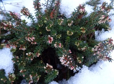 Květy pod sněhem...