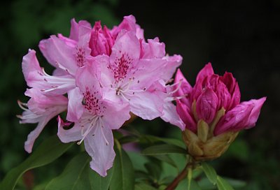 Už kvetou rododendrony