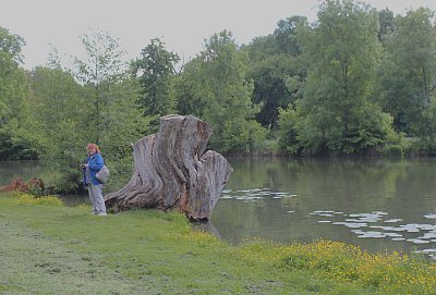 Daniela a vzácný pařez